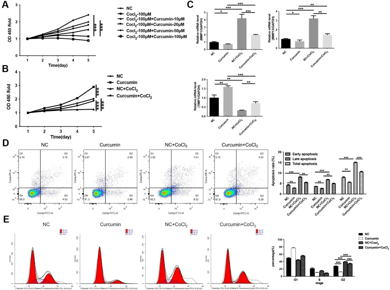 Curcumin Enhances Proliferation and Inhibits Apoptosis in CoCl2-Induced HUVECs.