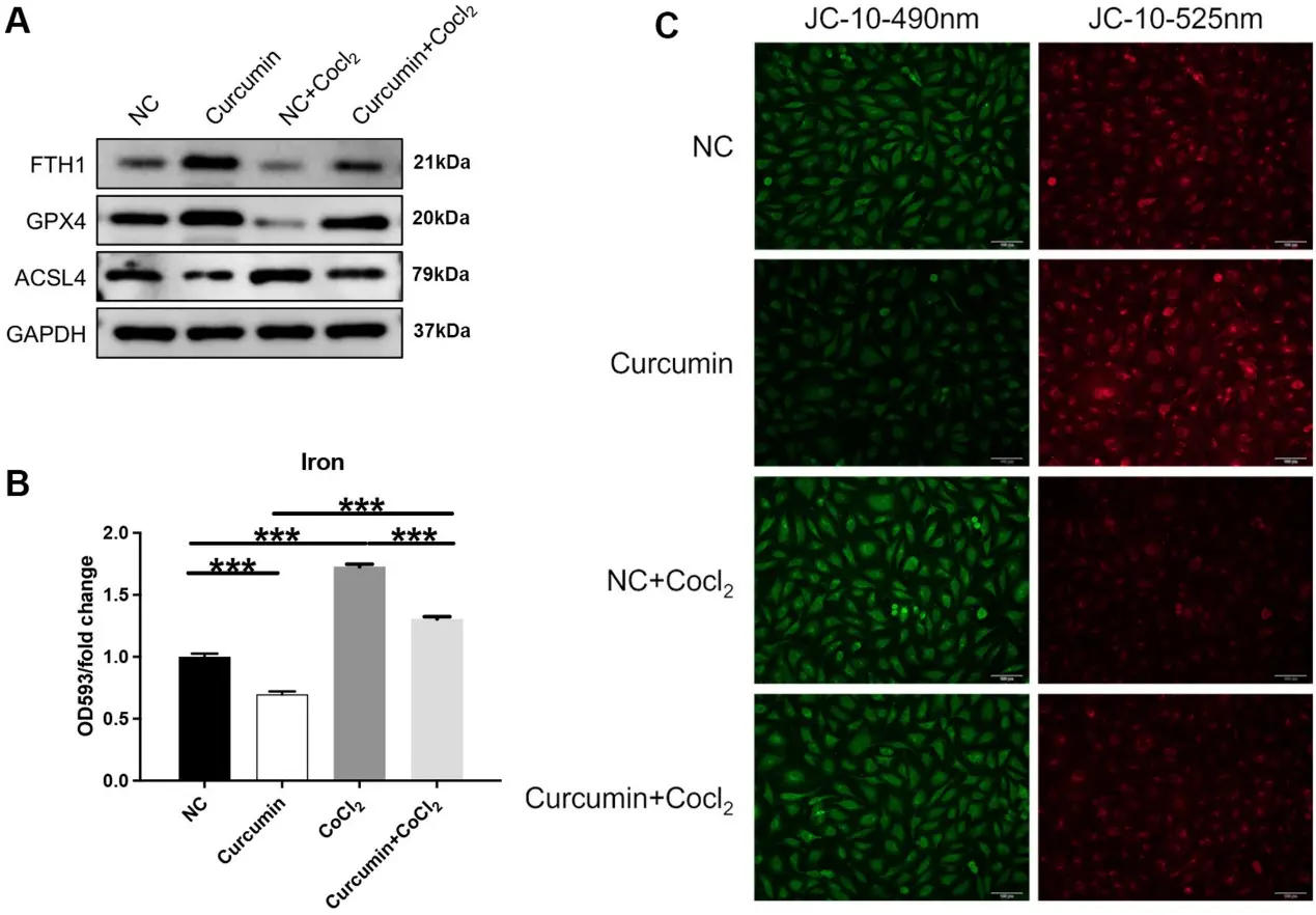 Inhibition of Ferroptosis and Amelioration of Mitochondrial Collapse by Curcumin in CoCl2-Induced HUVECs.