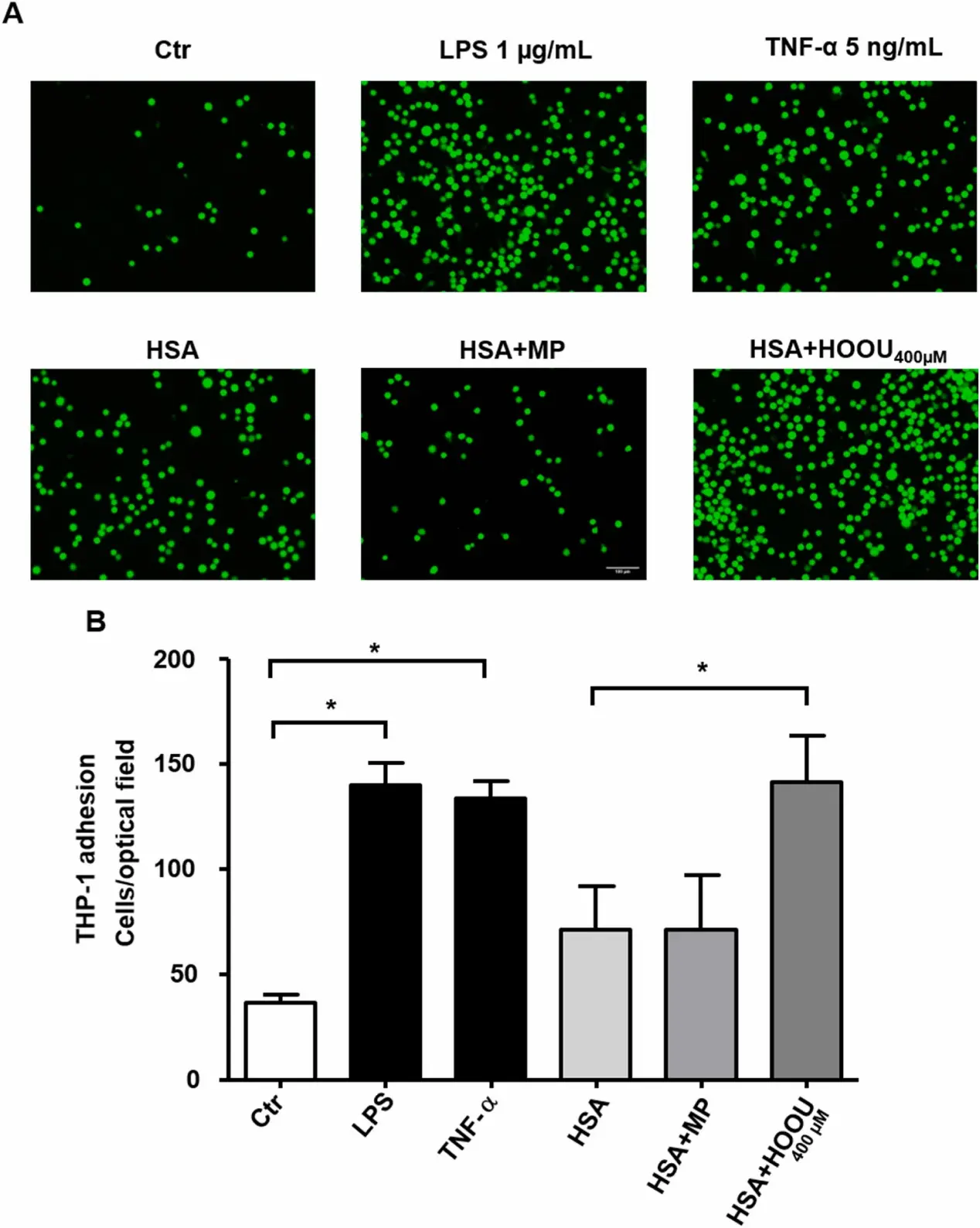 Uratylated albumin activate HUVECs and stimulate monocytes adhesion to them.