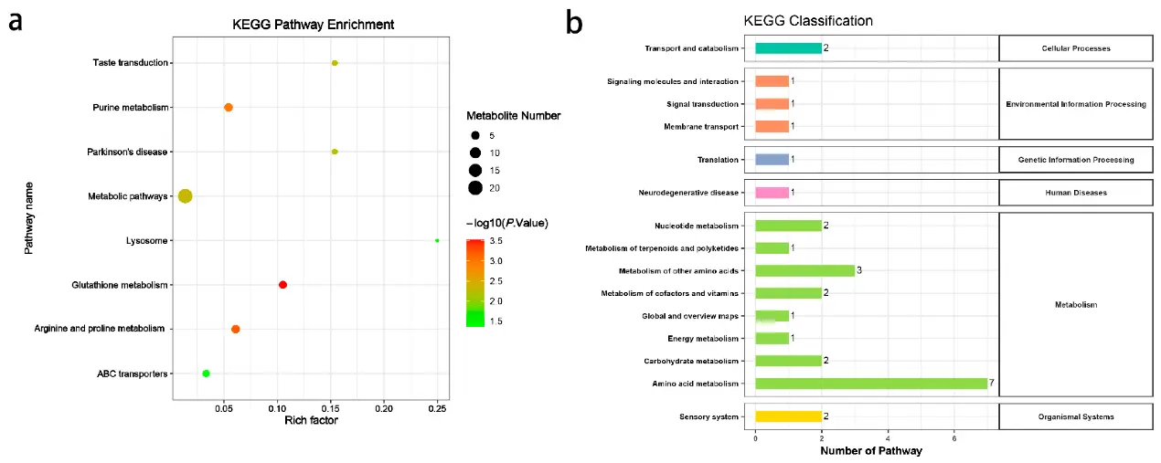 Metabolic pathway analysis in 3D4/21 cells exposed to 2 µM DON for 24 h.