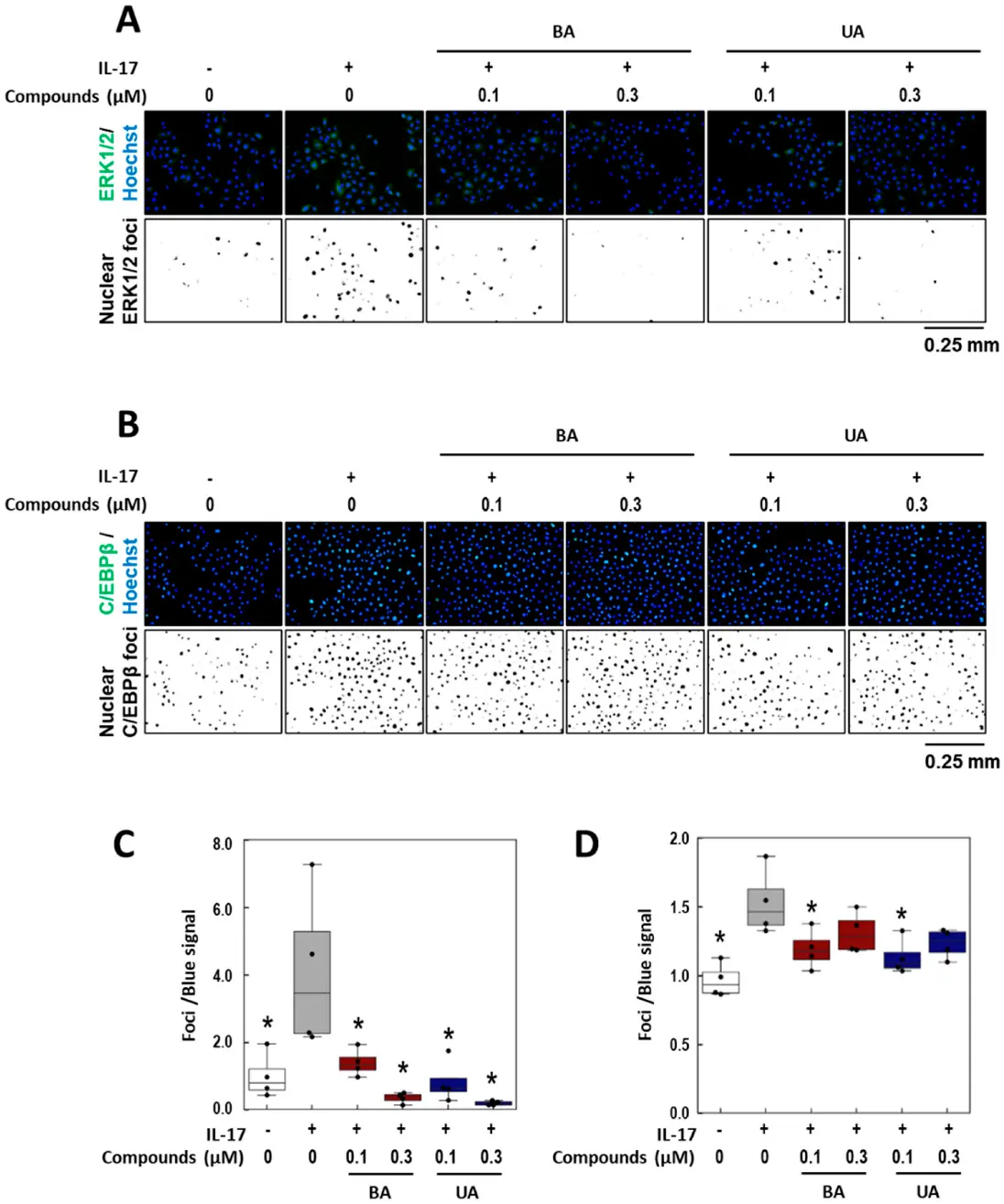 Effects of BA and UA on IL-17-Induced ERK1/2 Nuclear Localization.
