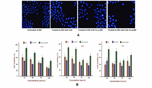 (A) Effect of varying concentrations of Ceb, Cu-p-NC, and Ceb-Cu-p-NC on A-253 cell viability at 24, 48, and 72 hours. (B) Apoptosis and DNA damage in A-253 cells induced by Ceb, Cu-p-NC, and Ceb-Cu-p-NC, confirmed by DAPI staining after 48 hours of treatment with 100 µg/Ml.