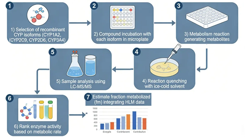 Scientific workflow illustration showing recombinant CYP enzyme assay for reaction phenotyping.