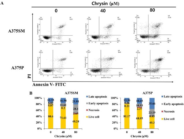  Chrysin induces apoptosis protein expression in A375SM and A375P human melanoma cancer cells.