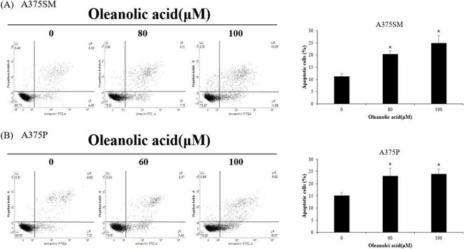 Oleanolic acid induced apoptosis of A375SM and A375P cells.