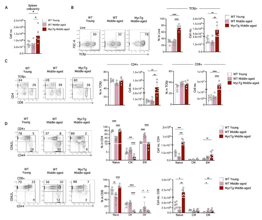 Enforced Myc expression in TEC prevents the age-associated decline in peripheral naïve CD4 and CD8 T-cells
