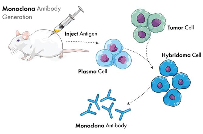 Animal Hybridoma Cells in Culture