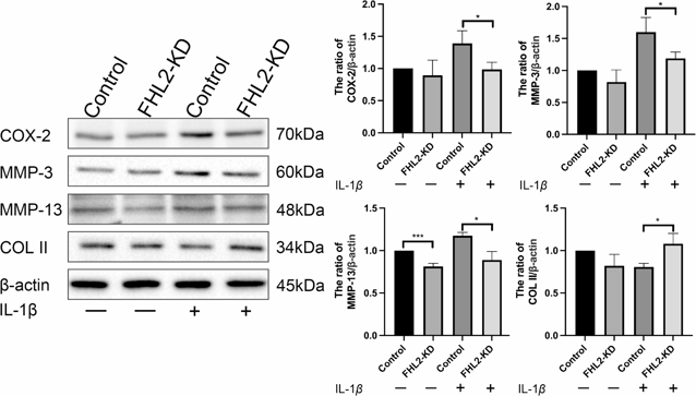Downregulation of FHL2 significantly decrease the levels of COX-2, MMP-3, and MMP-13 with IL-1β stimulation, while elevating the expression of COL II.