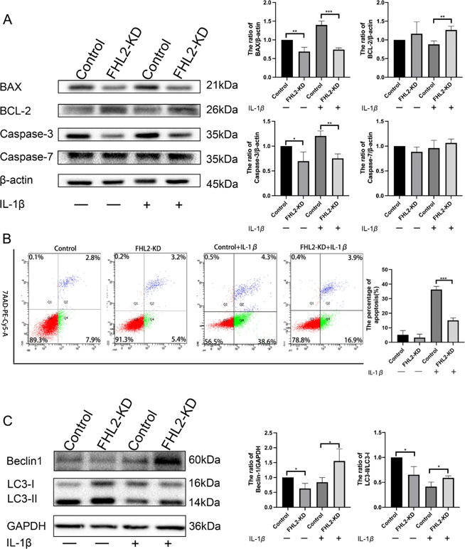 FHL2 knockdown suppressed apoptosis and promoted autophagy in IL-1β induced chondrocytes, and downregulation of FHL2 inhibited both apoptosis and autophagy in chondrocytes without IL-1β stimulation.