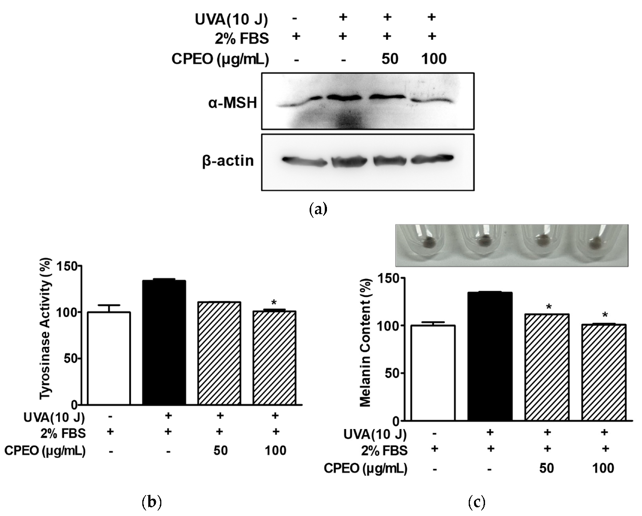 Effect of CPEO on Tyrosinase Activity and Melanin Synthesis in B16BL6 Cells Exposed to Conditioned Medium Collected from UVA-Irradiated HaCaT Cells.