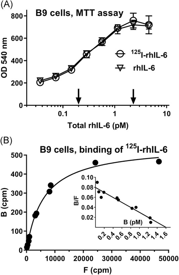 A, 125I-rhIL-6 was fully bioactive on B9 cells in the MTT assay. B, 125I-rhIL-6 binding to B9 cells.