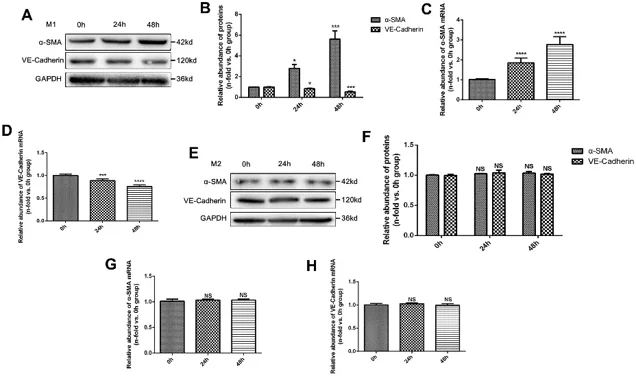 Effects of M1 and M2 macrophages on endothelial cells in vitro.