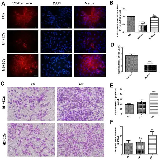 Functional examination of MAECs treated with macrophages.