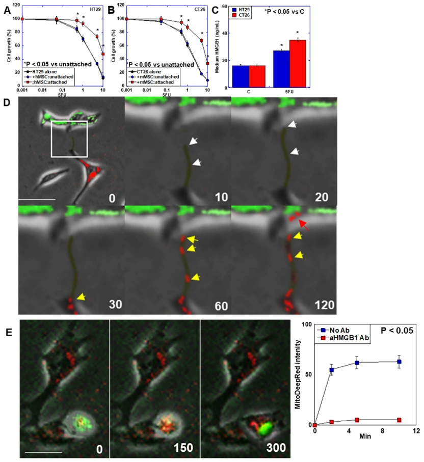 TNT formation and MT between MSCs and CRC cells.