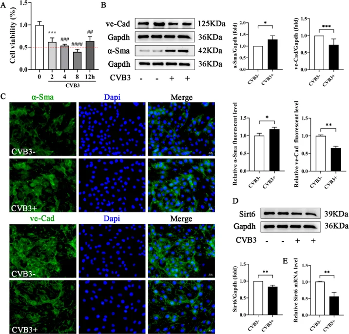 Sirt6 was down-regulated during the process of CVB3-induced EndMT in MCECs.
