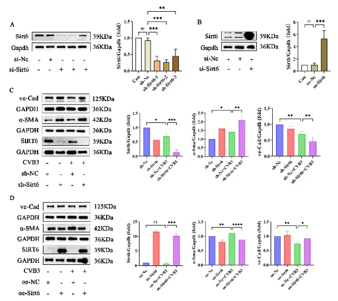 Sirt6 over-expression inhibited EndMT to maintain the cell characters of MCECs.