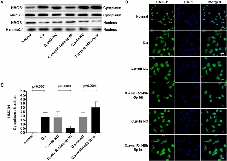 Mmu-miR-146b-5p inhibits the translocation of HMGB1 in MPMs.