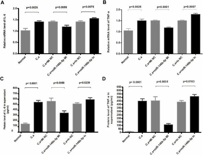 Mmu-miR-146b-5p modulates C. albicans-induced inflammatory mediators.
