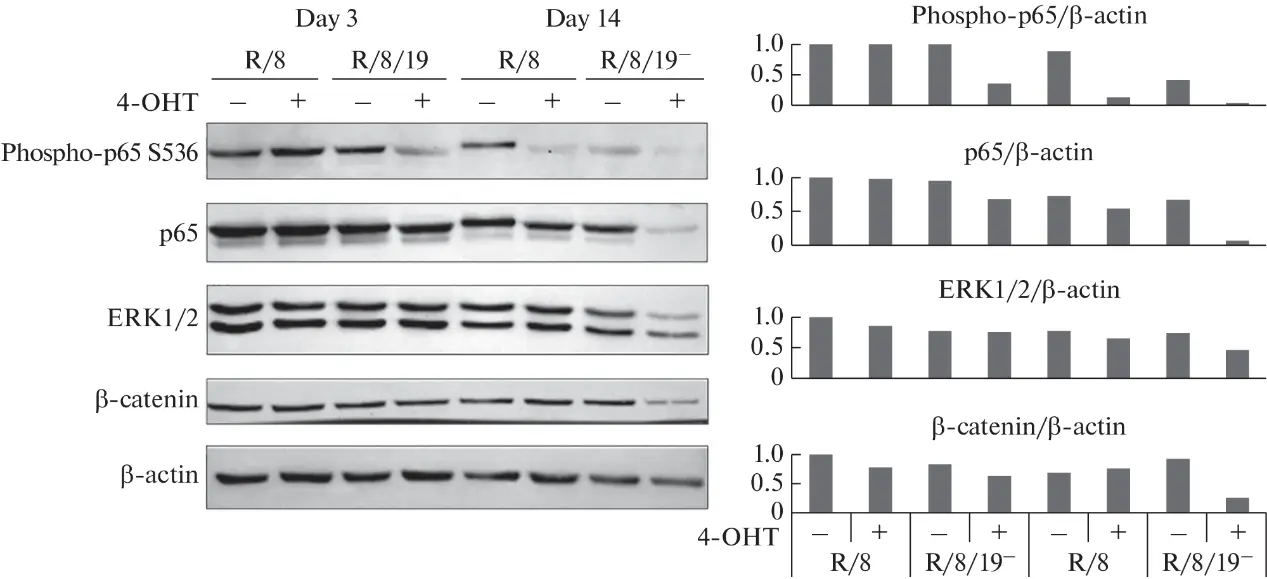 CDK8/19 depletion decreased the levels of key proteins involved in various cell processes.