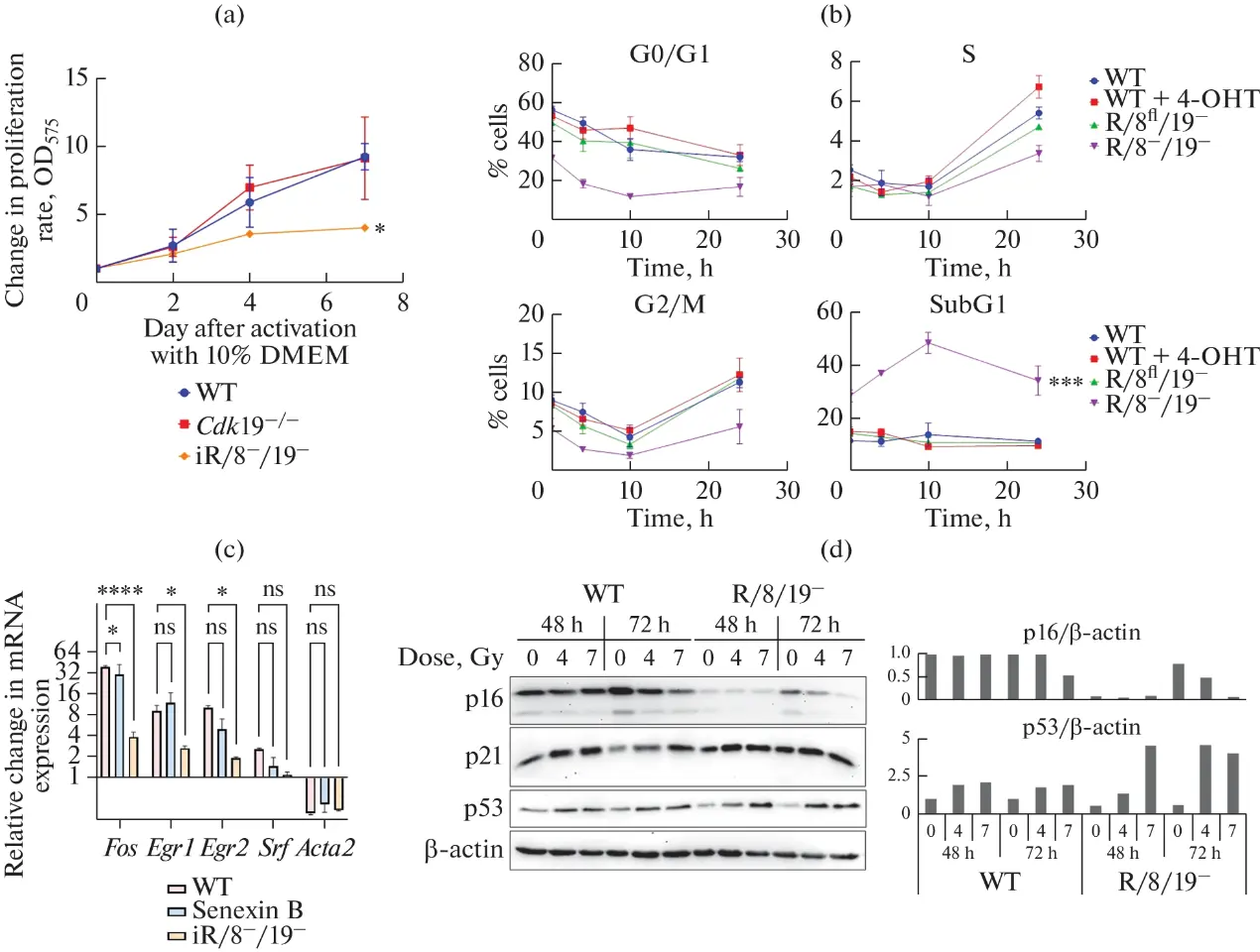 MEF Response to Stress Stimuli Changes in the Absence of CDK8/19.