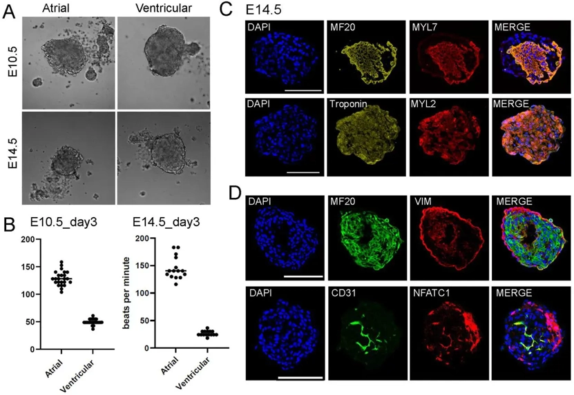 Primary mouse cell-derived cardiac spheroids recapitulate in vivo like embryonic heart features.