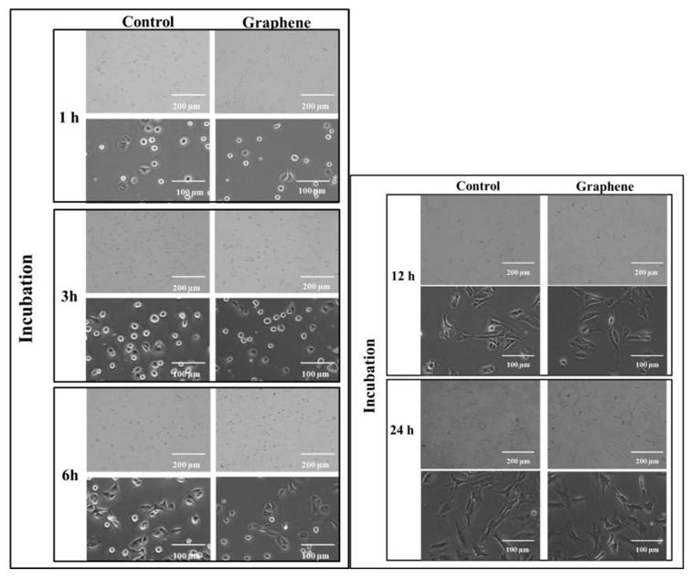 Morphology of BALB 3T3 cells growing on glass and graphene substrate at different time of incubation 1, 3, 6, 12 and 24 h.