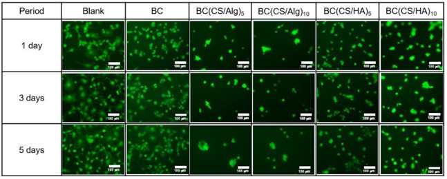 Representative fluorescence micrographs of live strained blank, BC, BC(CS/Alg)5, BC(CS/Alg)10, BC(CS/HA)5, and BC(CS/HA)10 membranes at 1, 3, and 5 d.