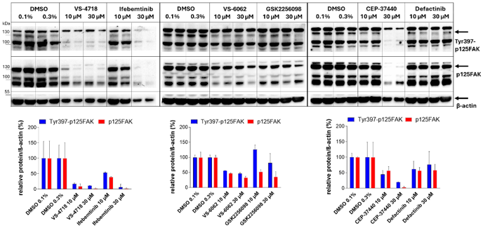 Detection of Tyr-397 phosphorylated FAK and total FAK levels in Beta-TC-3 cells following treatment with FAKi.