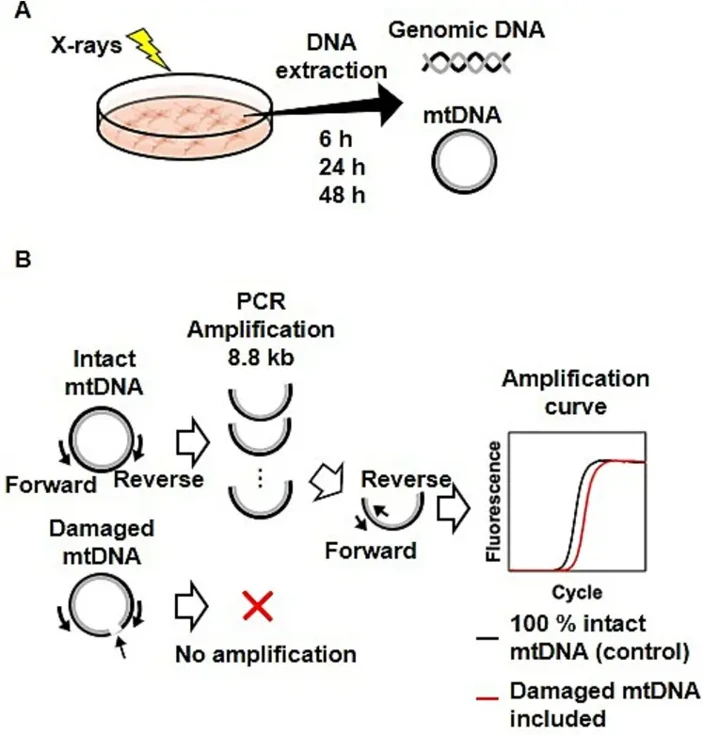 (A) Cells were exposed to X-rays, and the mtDNA was extracted from the exposed cells cultured for 6, 24, and 48 h. (B) Estimation of damaged mtDNA by quantifying the amplificated DNA using real-time PCR.