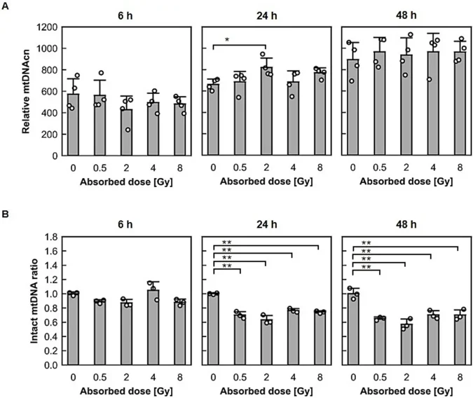 Dot plots show the time-dependent changes in mtDNAcn and the intact copy ratio following exposure to 0- (control), 0.5-, 2-, 4-, and 8-Gy X-rays in HeLa cells.