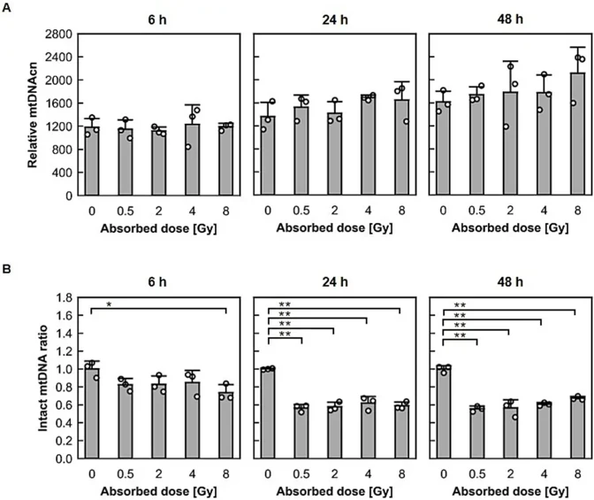 Dot plots show the time-dependent changes in mtDNAcn and the intact copy ratio following exposure to 0- (control), 0.5-, 2-, 4-, and 8-Gy X-rays in BJ1-hTERT cells.