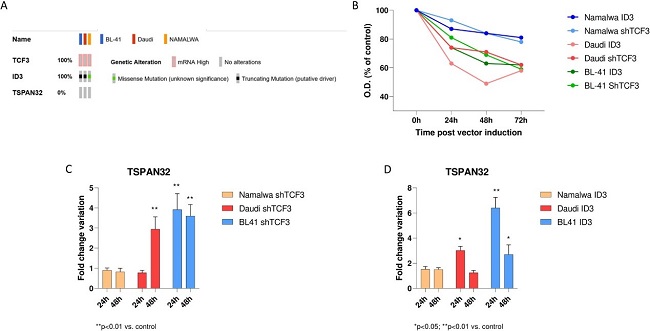 Effects of TCF3 and ID3 in Burkitt cell lines (Namalwa, Daudi, and BL41).