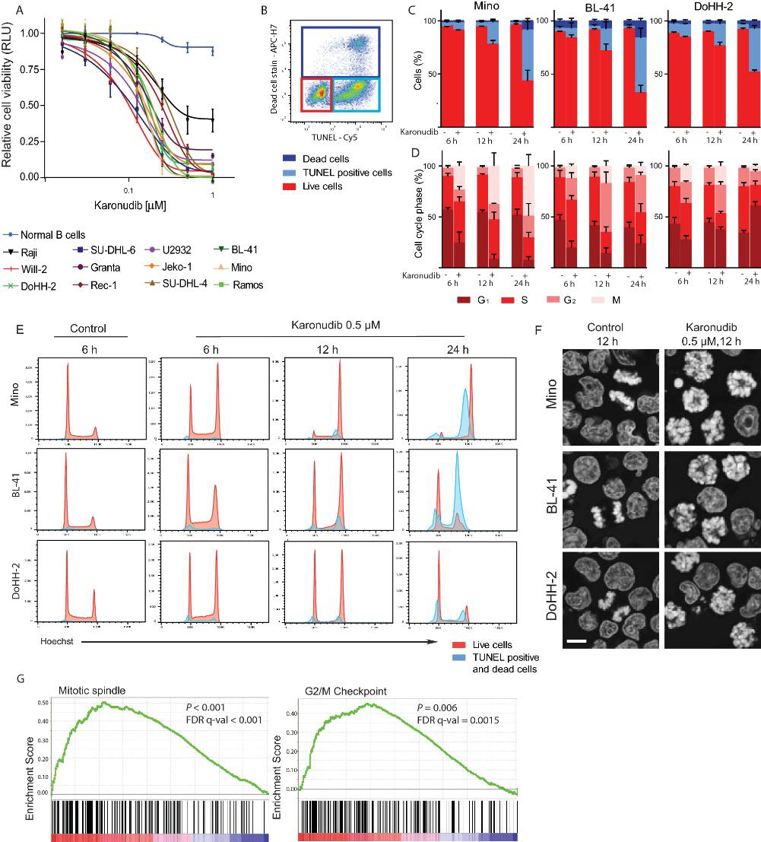 Karonudib induces apoptosis after metaphase arrest in lymphoma cell lines, without affecting healthy B cells.