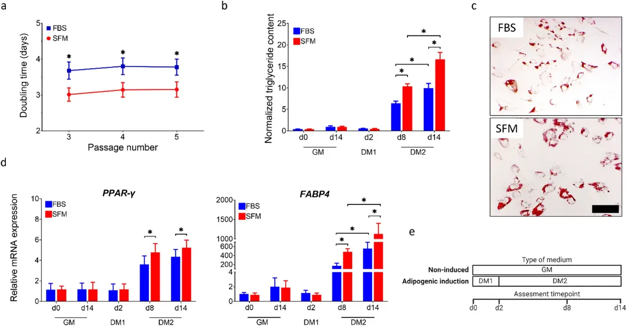 Growth and adipogenic differentiation of bASCs in serum-free medium (SFM) and serum-containing medium (FBS).