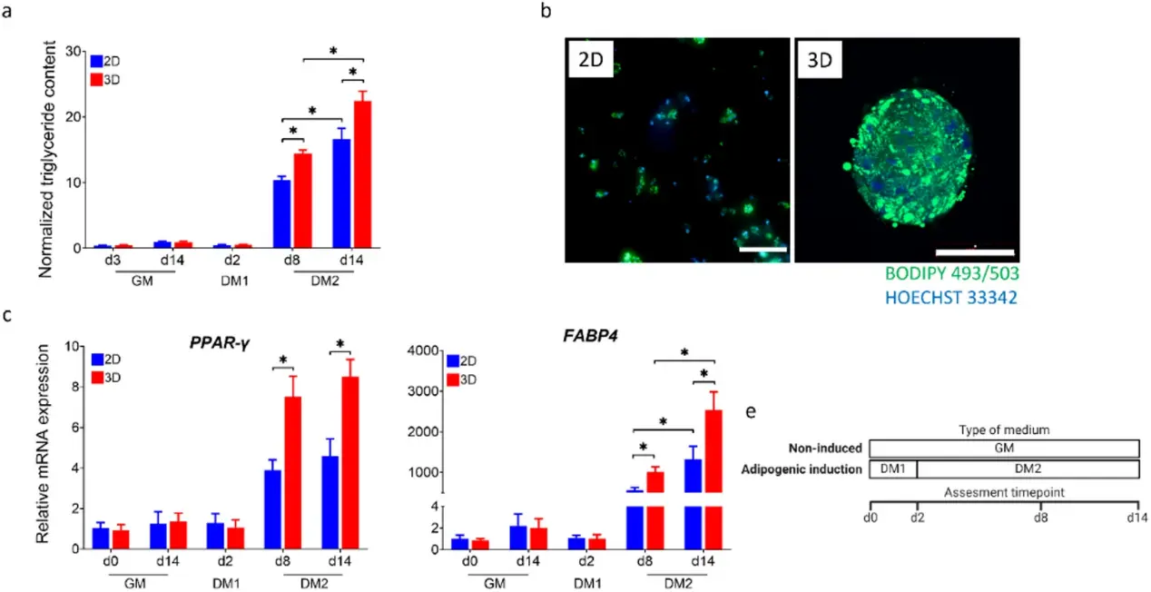 Adipogenic differentiation of bASCs in 3D spheroids and 2D monolayer cultures.