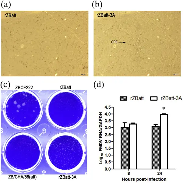 Growth characteristics of rZBatt and rZBatt-3A infected primary bovine kidney (BK) cells.