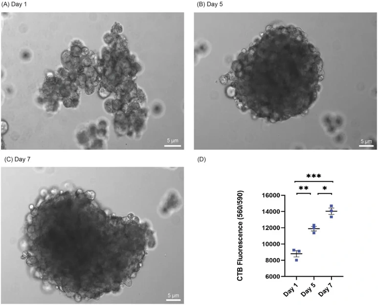 Successful suspension and viability of preadipocytes in spheroid formation.