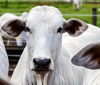 Bovine primary cells portfolio