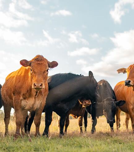 Illustration of bovine anatomy or bovine tumor cell culture