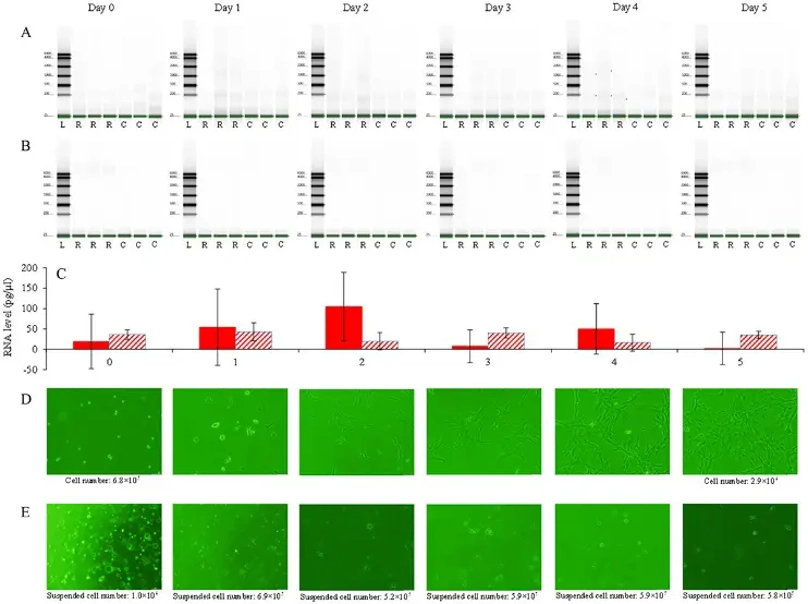 Dissolved RNAs released by live and dying zebrafish cells over 6 days.