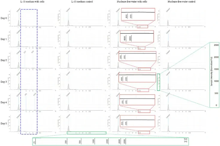 The sizes of the dissolved RNAs released by live and dying zebrafish cells during the 6-day experimental period.