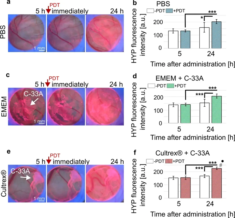 Fluorescence pharmacokinetics of Hypericin applied topically to a) CAM in PBS solution, c) CAM with C-33A cells in EMEM and e) CAM with C-33A cells in Cultrex®.