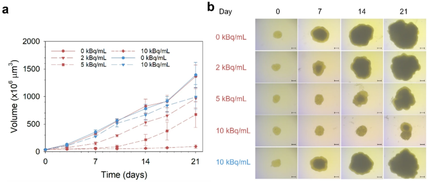 Radiotoxicity assessment in a multicellular C4-2 spheroid model.