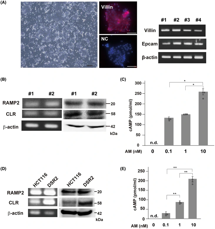Primary culture of murine colonic epithelial cells.