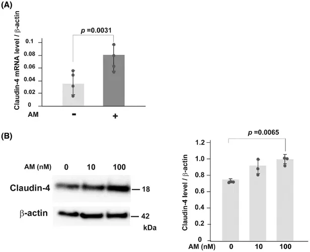 Effects of AM (10 nm) on the expression of claudin-4 in murine primary-cultured colonic epithelial cells.