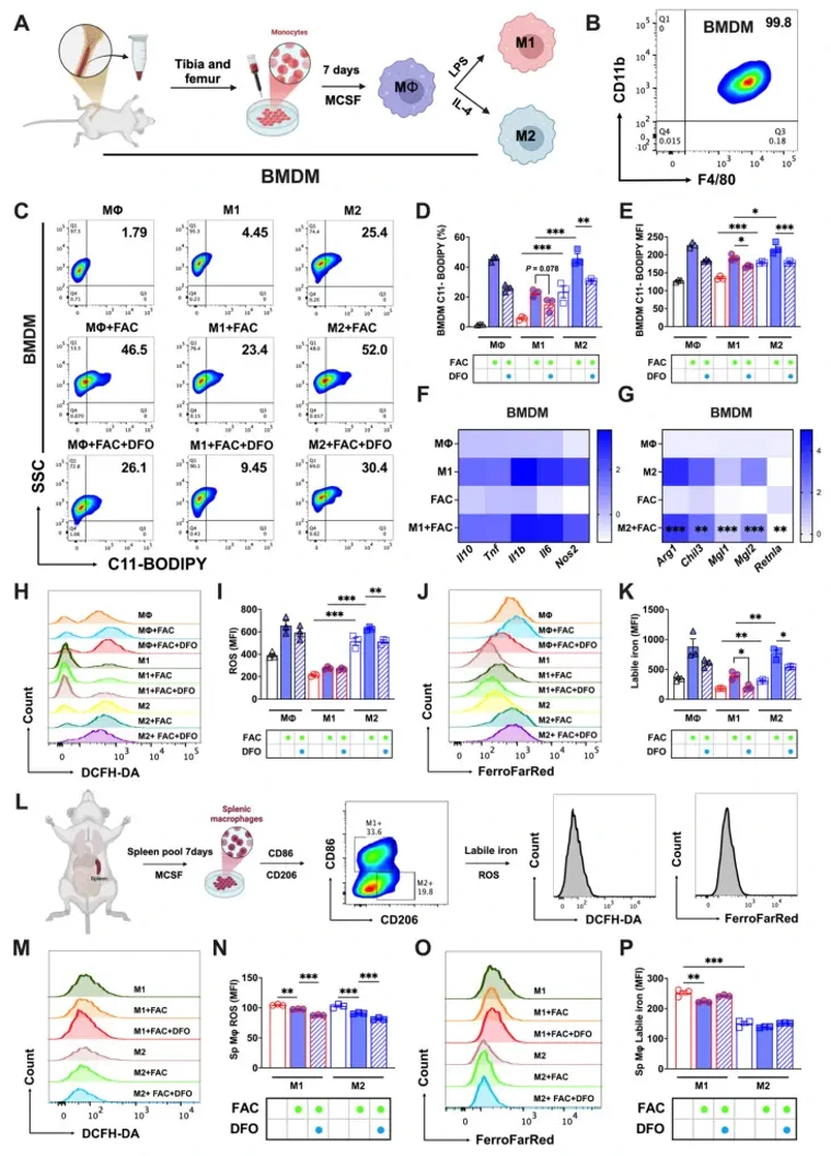 In vitro validation of the different sensitivity to ferroptosis of bone marrow and splenic macrophages.