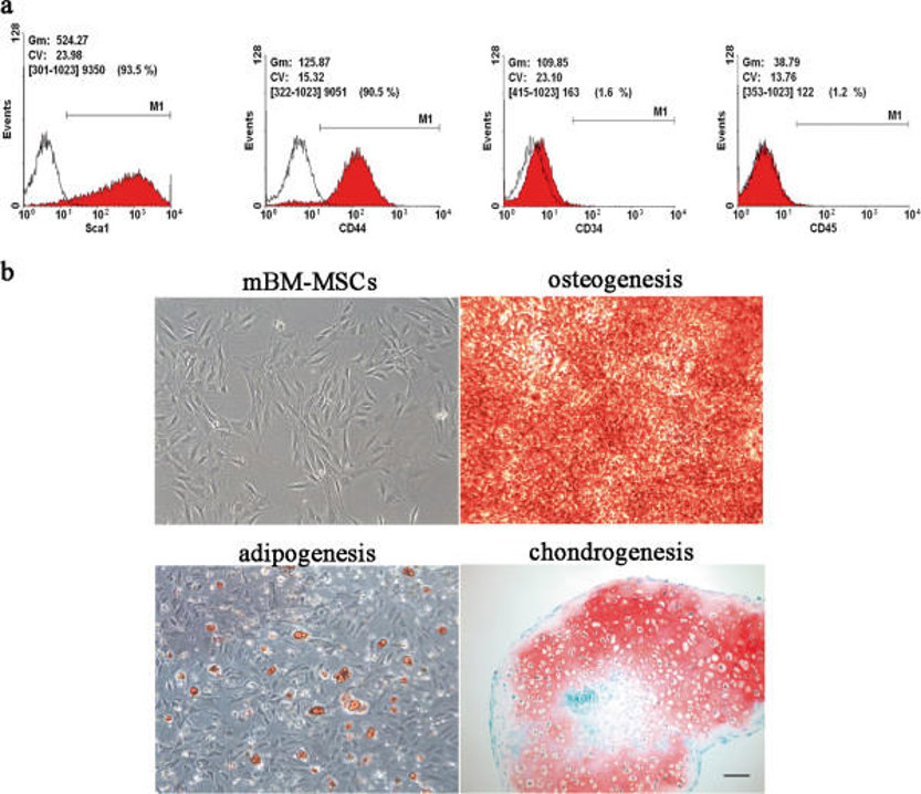 Characterization of mouse bone marrow-derived mesenchymal stem cells.