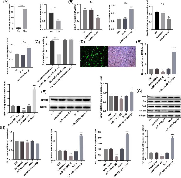 The interaction between miR-155-5p and Bmal1 and the effects of miR-155-5p on other circadian clock genes.