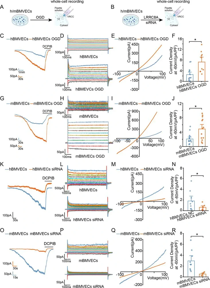 LRRC8A channel function is augmented with oxygen-glucose deprivation exposure.