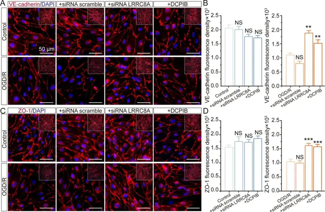 Deletion of LRRC8A improves the tight junction between endothelial cells.
